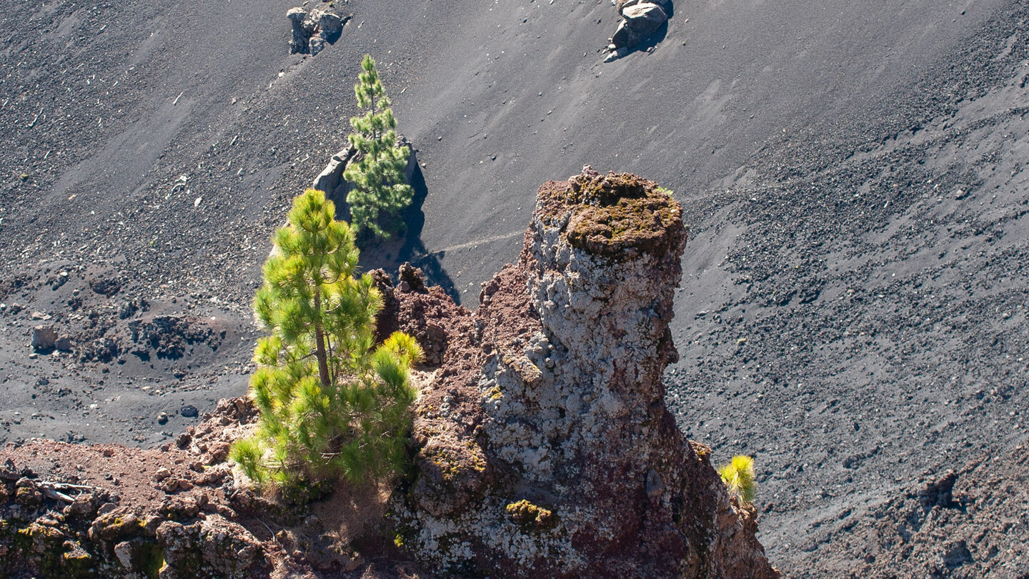 verwitterte Lavaschlote am Lavas la Malforada auf La Palma verwitterte Lavaschlote am Lavas la Malforada auf La Palma