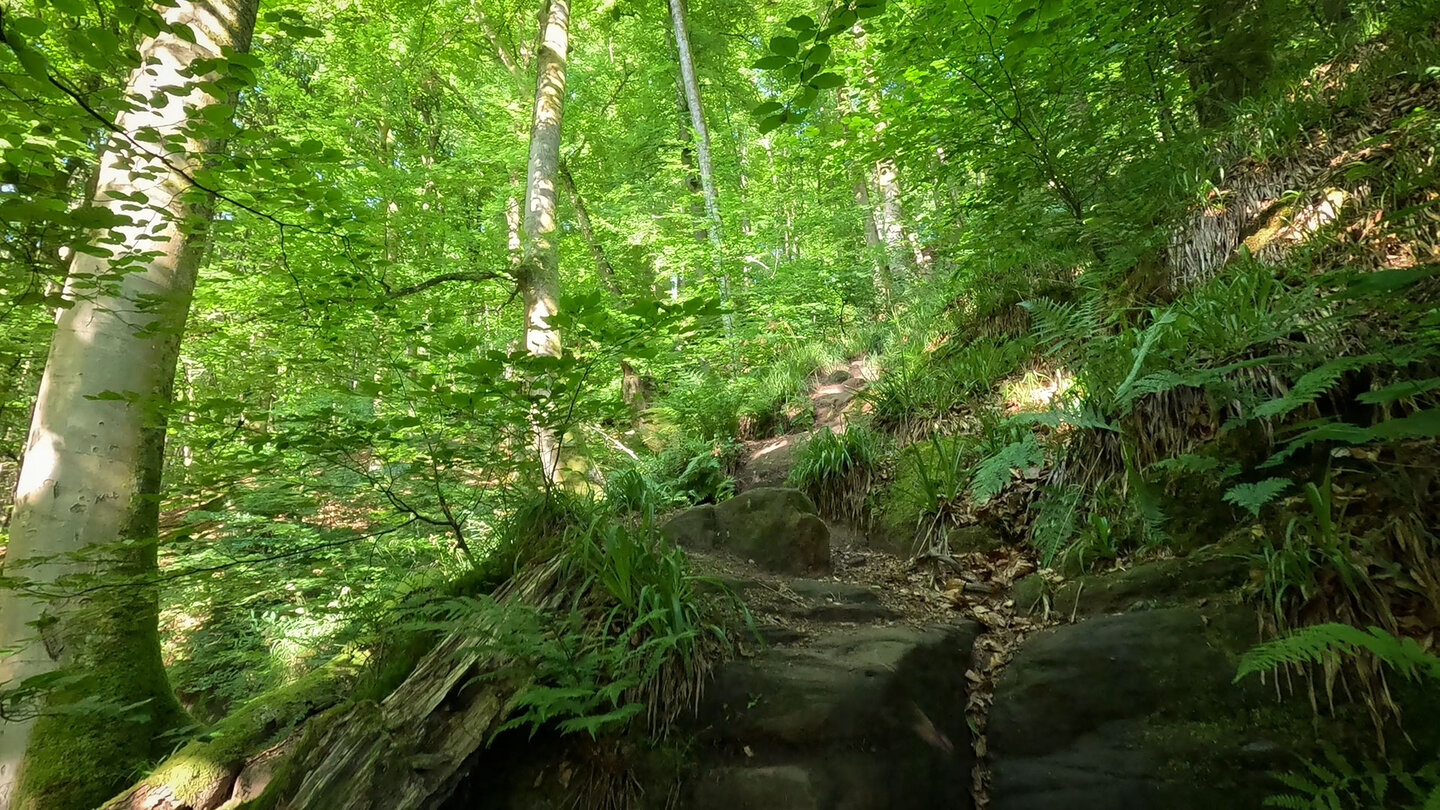 Wanderpfad zur oberen Bärenhöhle bei Rodalben in der Pfalz Wanderpfad zur oberen Bärenhöhle bei Rodalben