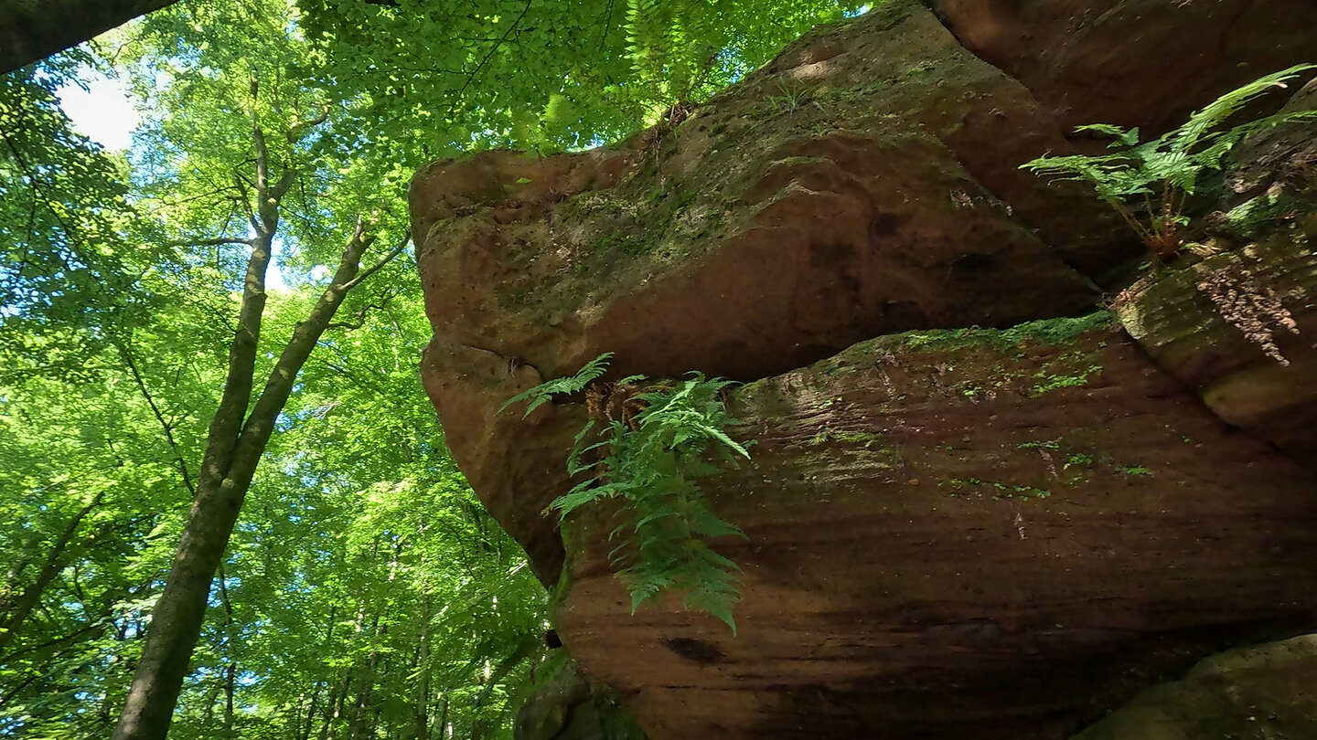 Farne besiedeln die Buntsandsteinfelsen am Rodalber Felsenwanderweg Farne an den Buntsandsteinfelsen am Rodalber Felsenwanderweg