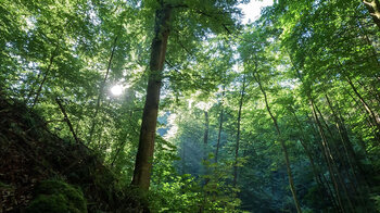 Laubwald am Rodalber Felsenwanderweg