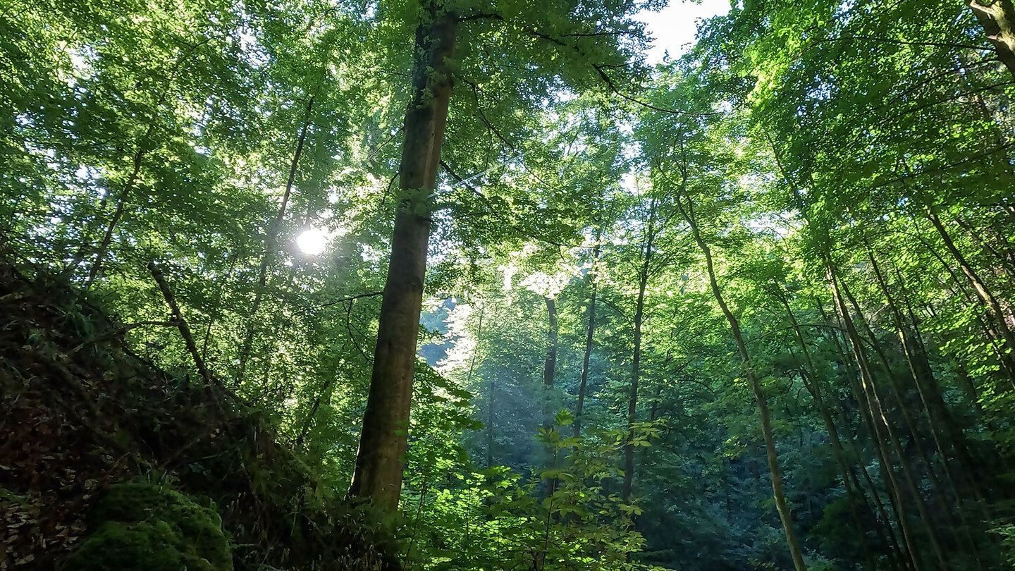 malerischer Laubwald am Rodalber Felsenwanderweg Laubwald am Rodalber Felsenwanderweg