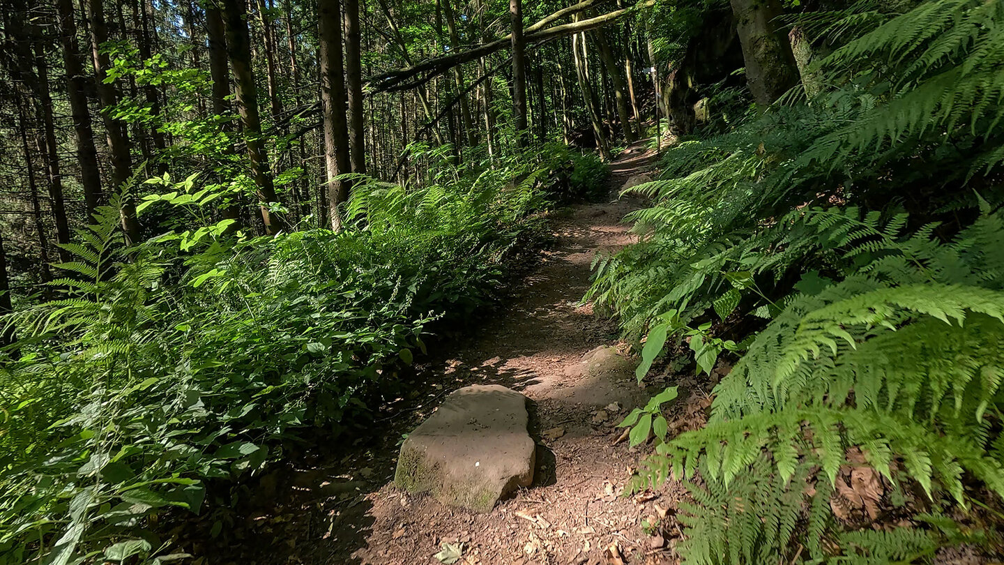 der Rodalber Felsenwanderweg führt durch üppige Vegetation mit Farnen der Rodalber Felsenwanderweg führt durch üppige Vegetation mit Farnen