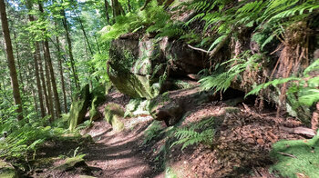 Waldwanderweg bei Rodalben in der Pfalz