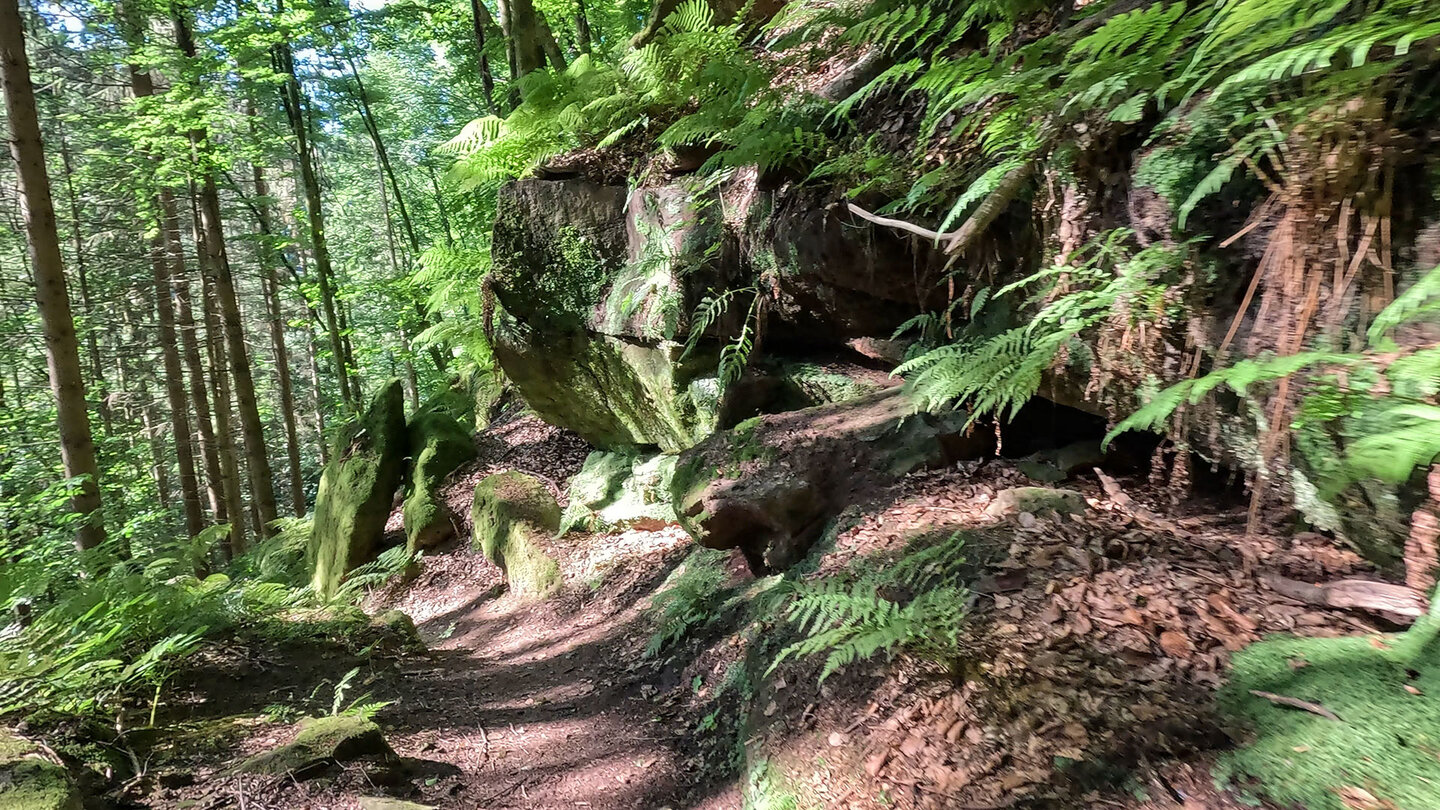 idyllischer Waldwanderweg bei Rodalben in der Pfalz Waldwanderweg bei Rodalben in der Pfalz