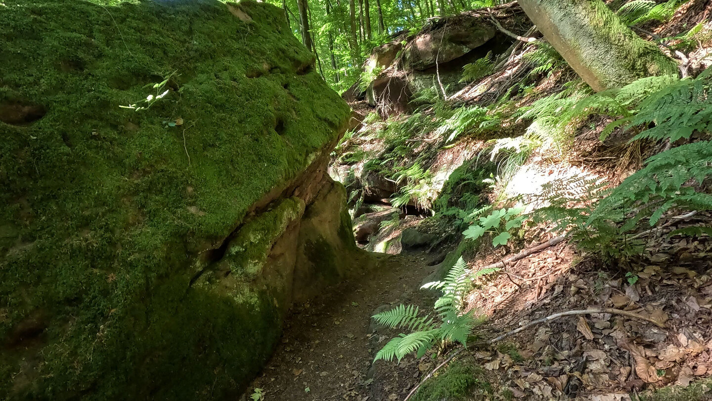 bemooste Felsen entlang der Wanderroute bei Rodalben im Pfälzerwald bemooste Felsen entlang der Wanderroute bei Rodalben