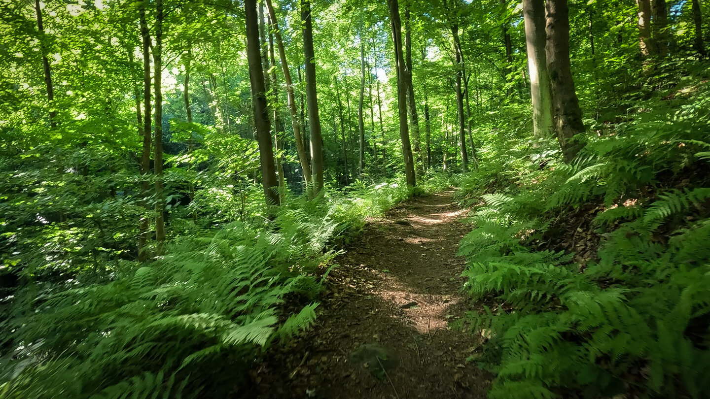 Waldlandschaft am Rodalber Felsenwanderweg Waldlandschaft am Rodalber Felsenwanderweg