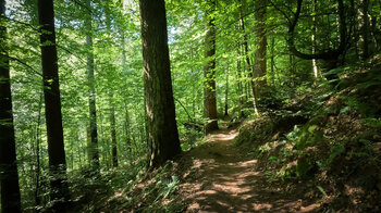 Wanderroute im Tal des Wüstlangenbach bei Rodalben