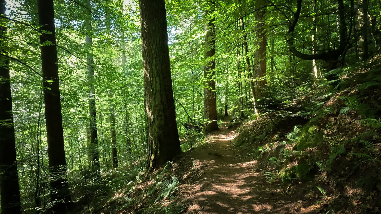 Wanderroute im Tal des Wüstlangenbach bei Rodalben Wanderroute im Tal des Wüstlangenbach bei Rodalben
