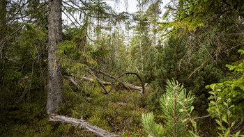 Bannwald als Schutzgebiet um das Wildseemoor