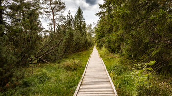 Bohlenweg durchs Wildseemoor