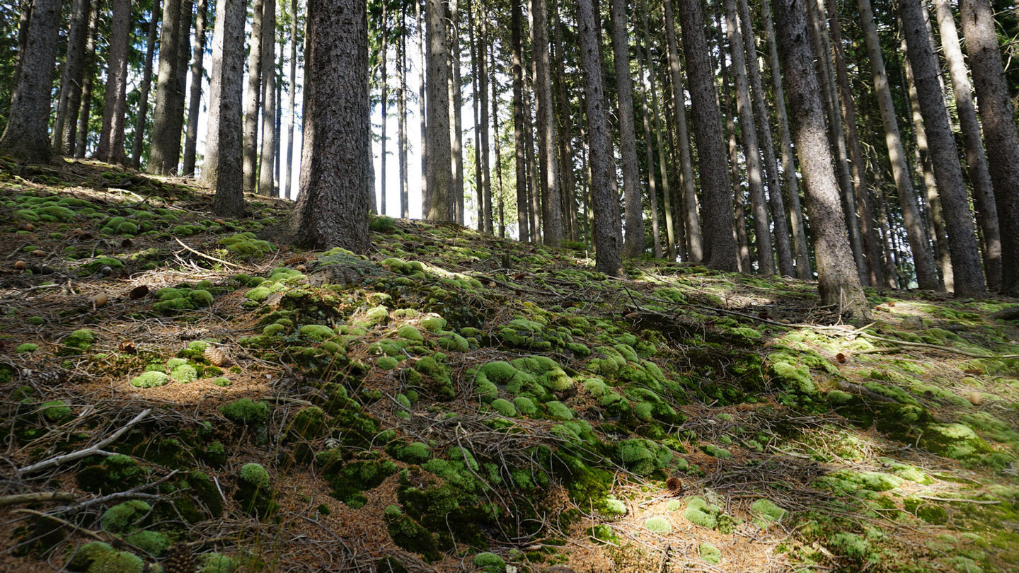 traumhafter Thüringer Wald traumhafter Thüringer Wald