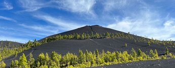 Kanarische Kiefern wachsen im schwarzen Lavageröll am Volcán Martin