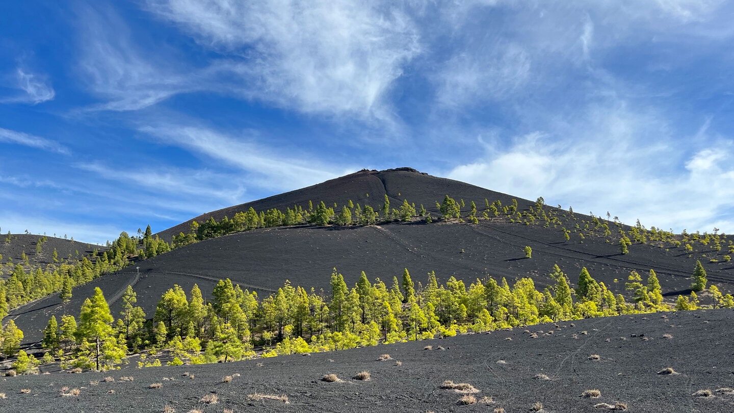 Kanarische Kiefern wachsen im schwarzen Lavageröll am Volcán Martin