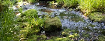 Oberlauf des Bösen Ellbachs auf der Naturgewaltentour