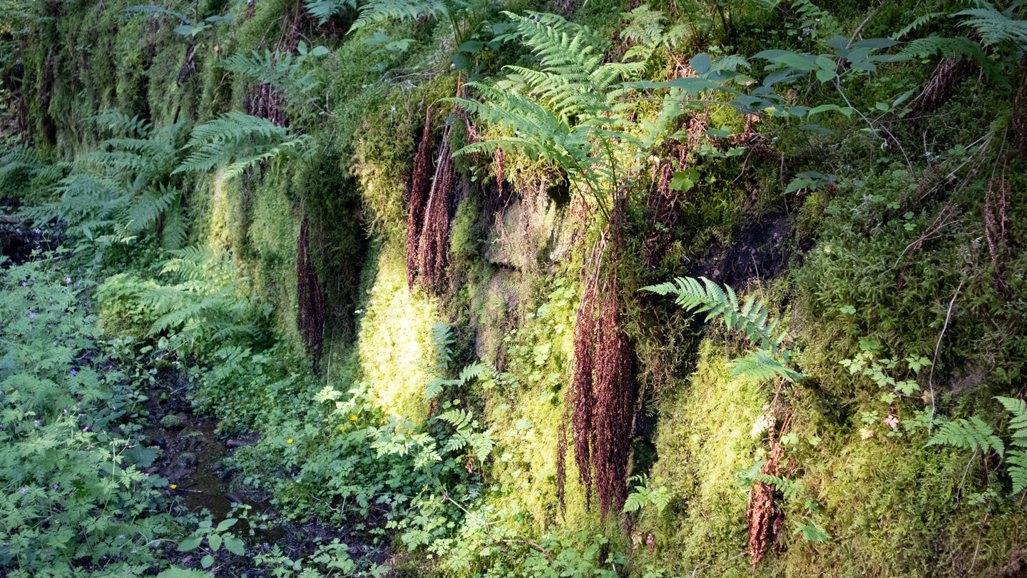 üppig mit Moosen und Farnen bewachsene Mauer am Wanderweg üppig mit Moosen und Farnen bewachsene Mauer am Wanderweg