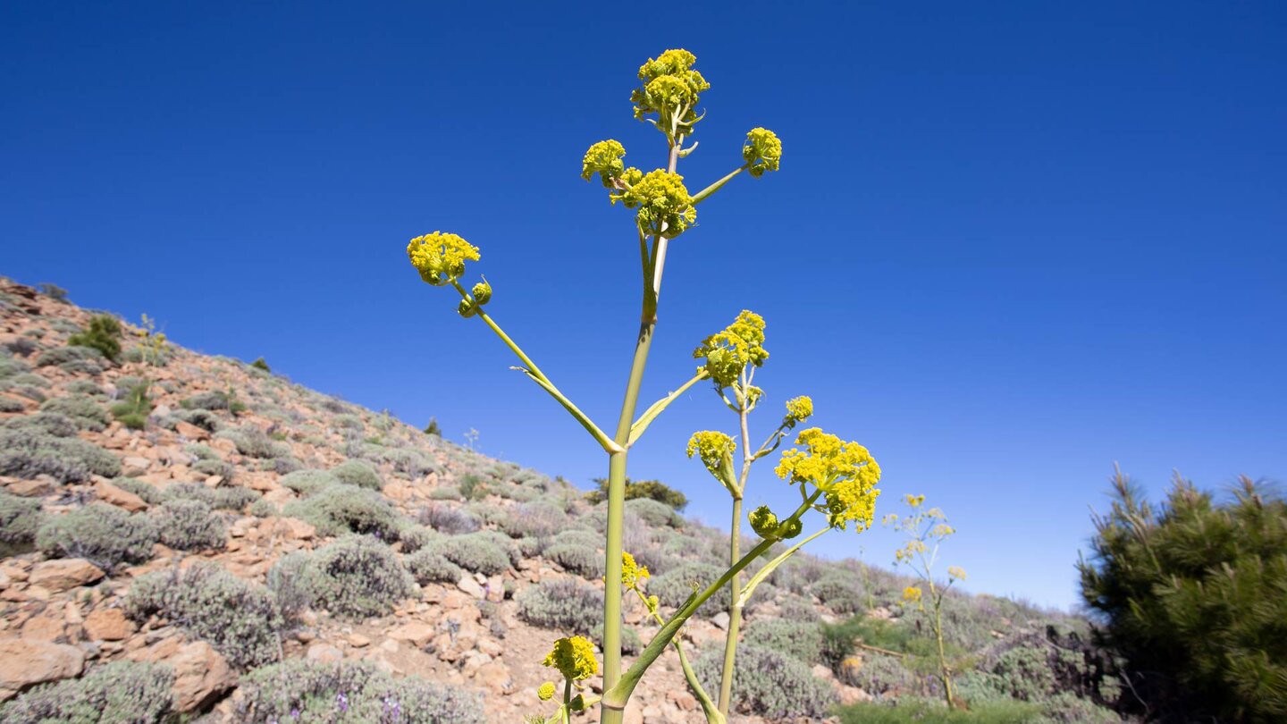 das gelb blühende Rutenkraut im Teide Nationalpark