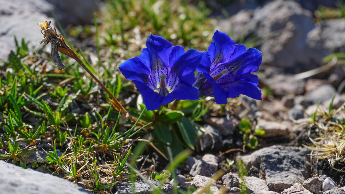 Tiefblaue Enzianblüten