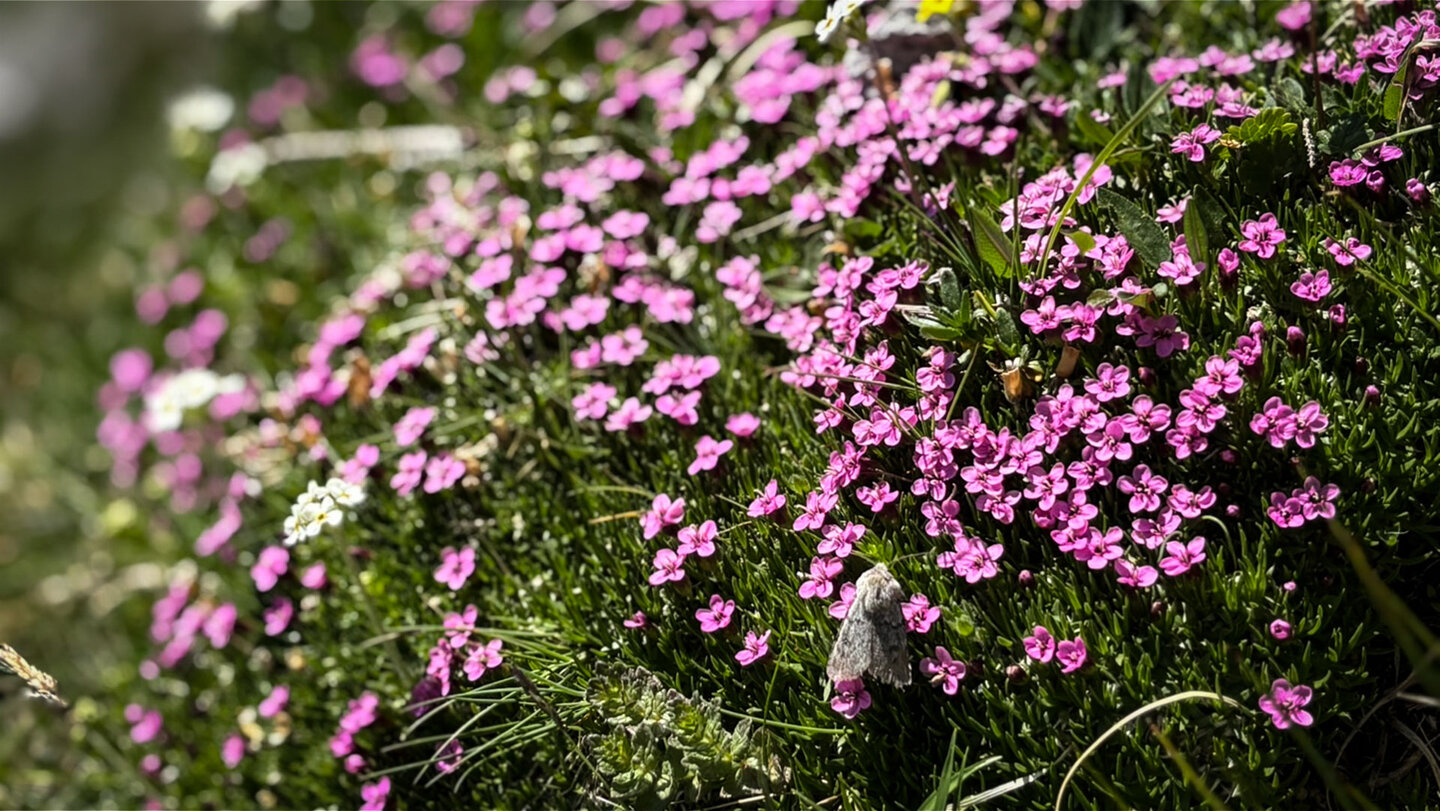 Rosa Blüten des Leinkrauts, an steinigen, kargen Standorten