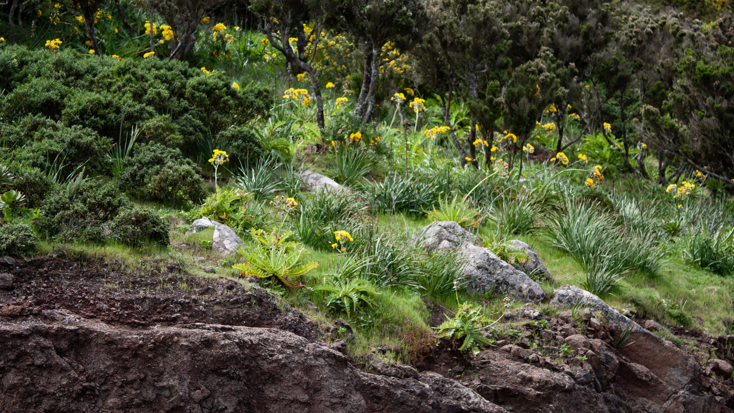 blühende Gänsedisteln am Wanderweg