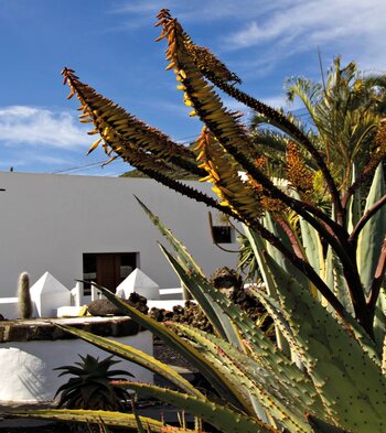 in Mancha Blanca auf Lanzarote findet man traditionelle kanarische Gebäude mit schön angelegten Gärten