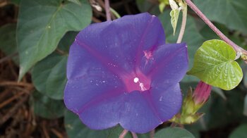 zahlreiche Blumensorten wie die blaue Prunkwinde werden in den Gärten von Mancha Blanca auf Lanzarote angepflanzt