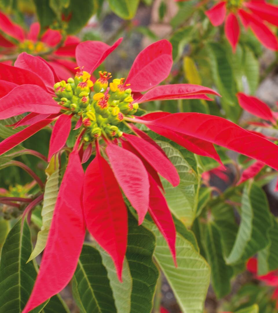 auch der Weihnachtsstern findet sich häufig in den Gärten von Mancha Blanca auf Lanzarote