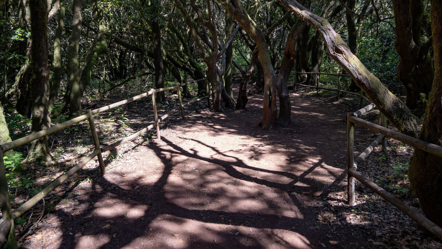 Wanderung durch dichte Baumheide am Ausgangspunkt der Wanderung bei La Laguna Grande Wanderung durch dichte Baumheide