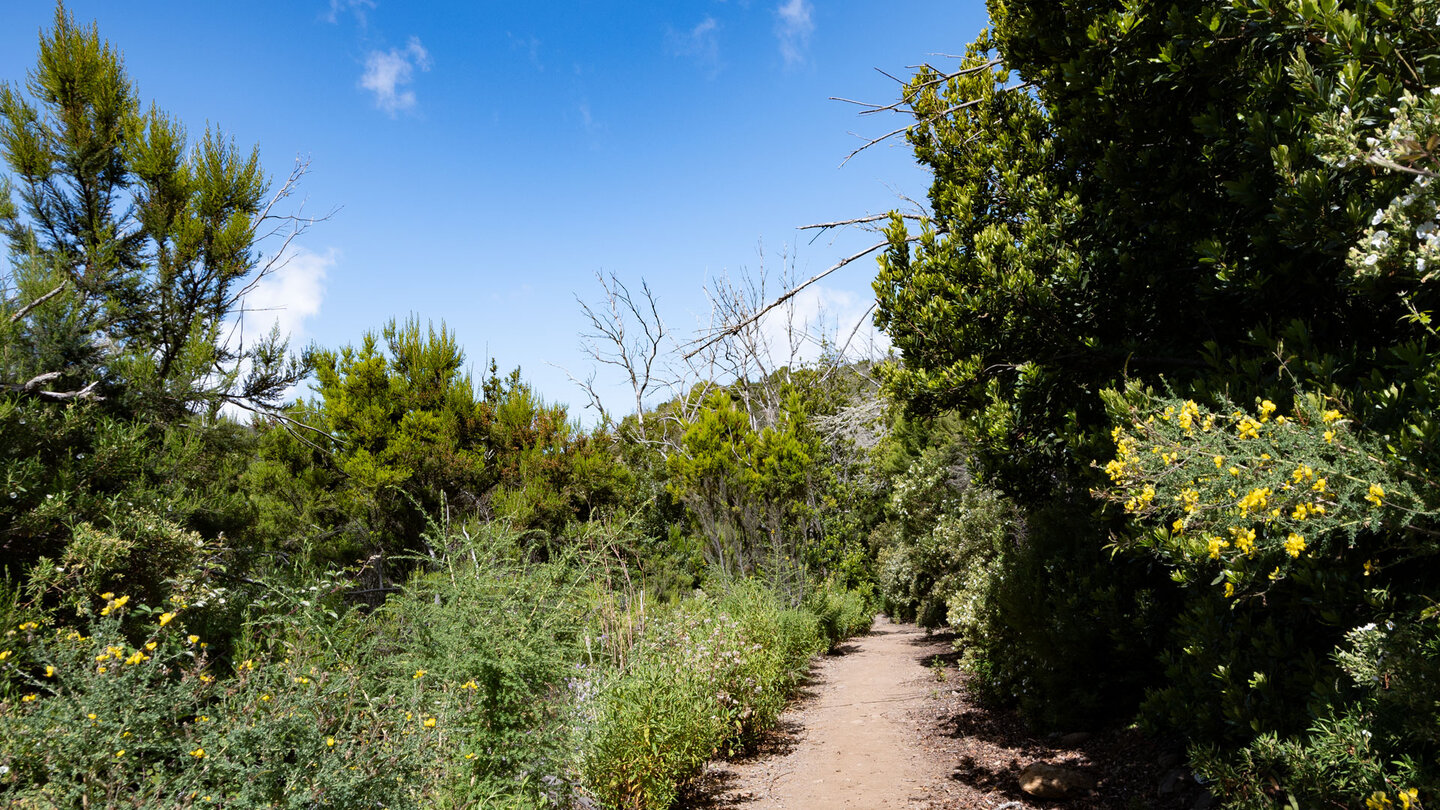 angenehmer Wanderpfad zwischen Baumheide und Ginstergewächsen angenehmer Wanderpfad zwischen Baumheide und Ginstergewächsen
