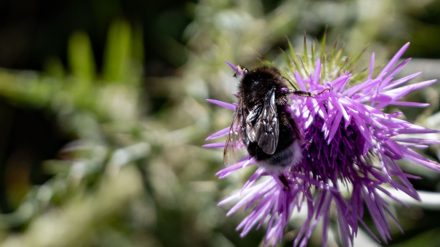 eine Hummel sammelt Honig an einer Distel eine Hummel sammelt Honig an einer Distel