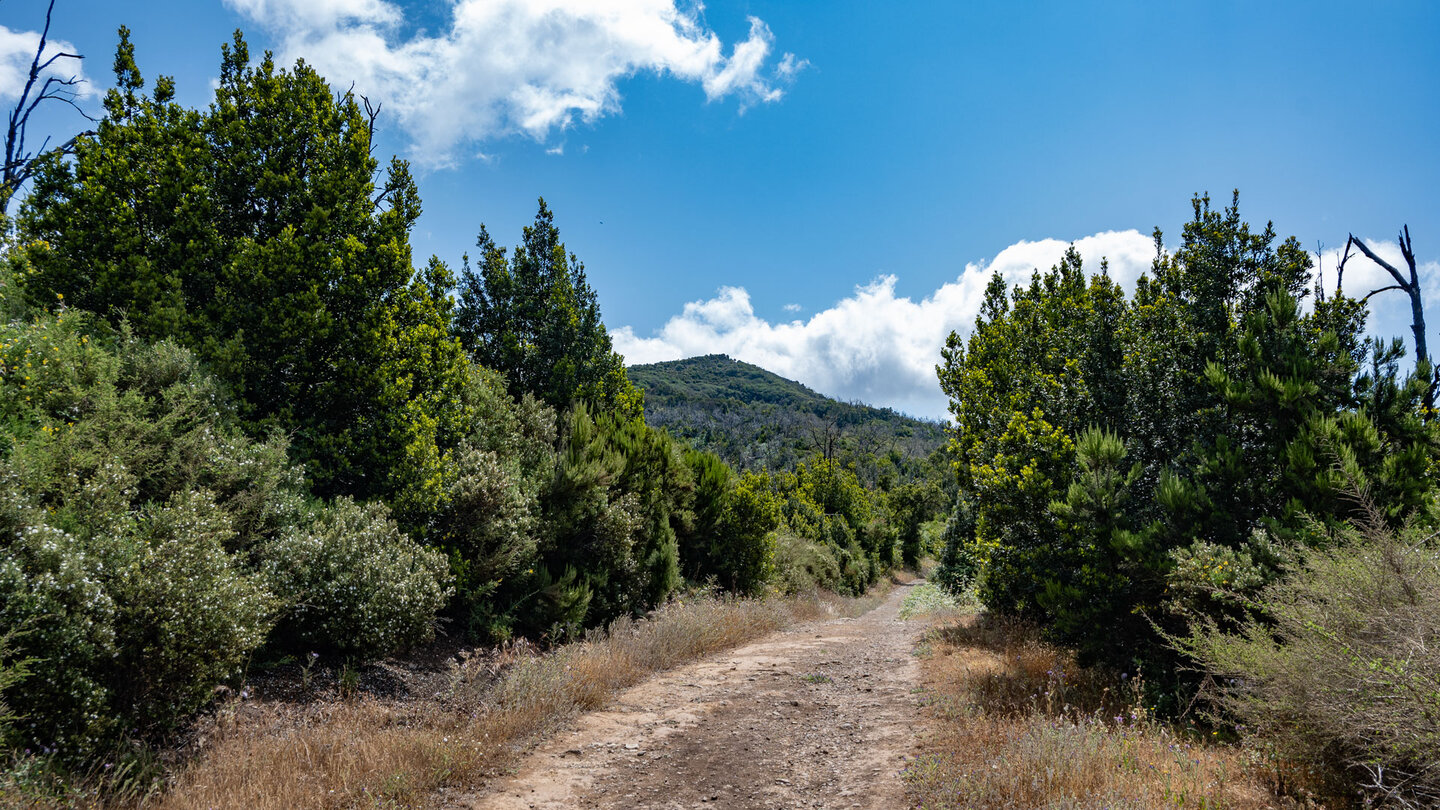 breiter Wanderweg entlang der Ruta 6 durch offene Landschaft mit Baumheide und Gagelbäume breiter Wanderweg entlang der Ruta 6 durch offene Landschaft