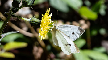 kleiner Kohlweißling an einer Blüte