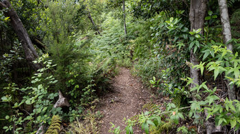 Wanderung entlang der Ruta 6 im Garajonay Nationalpark