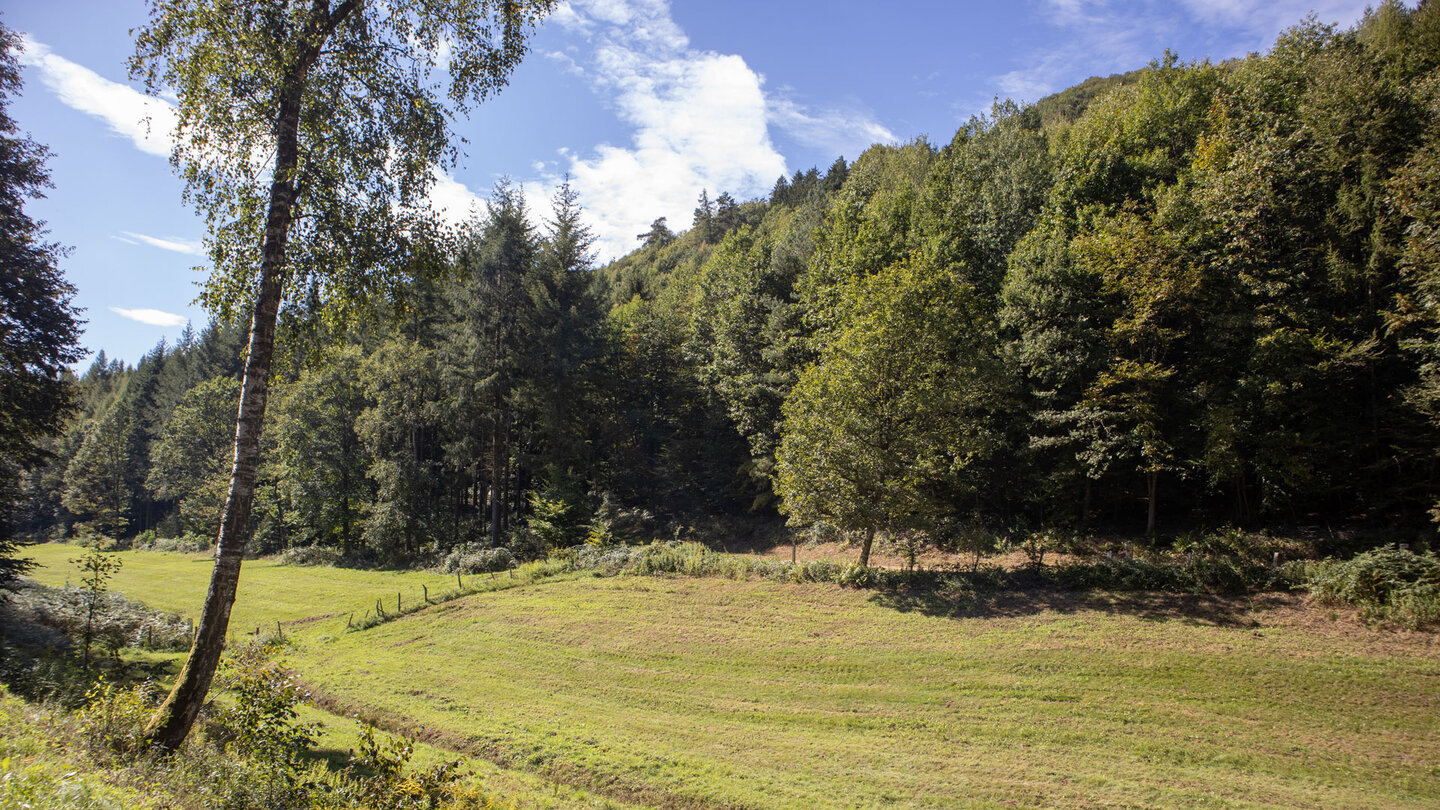 Wanderung durch Lieschbachtal zum Ausgangspunkt in Nothweiler