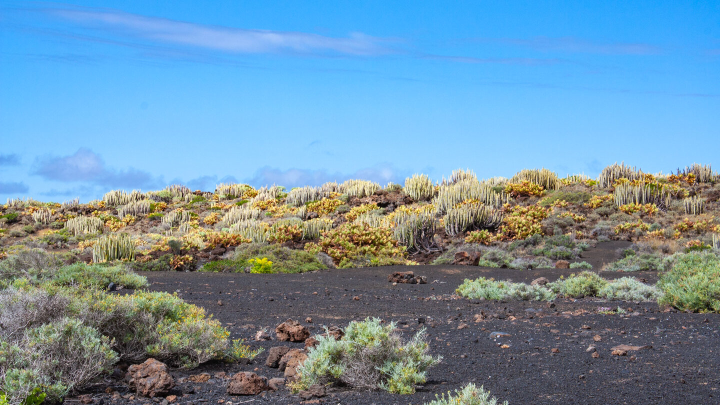 von Kanarenwolfsmilch geprägte Vegetation entlang der Küste