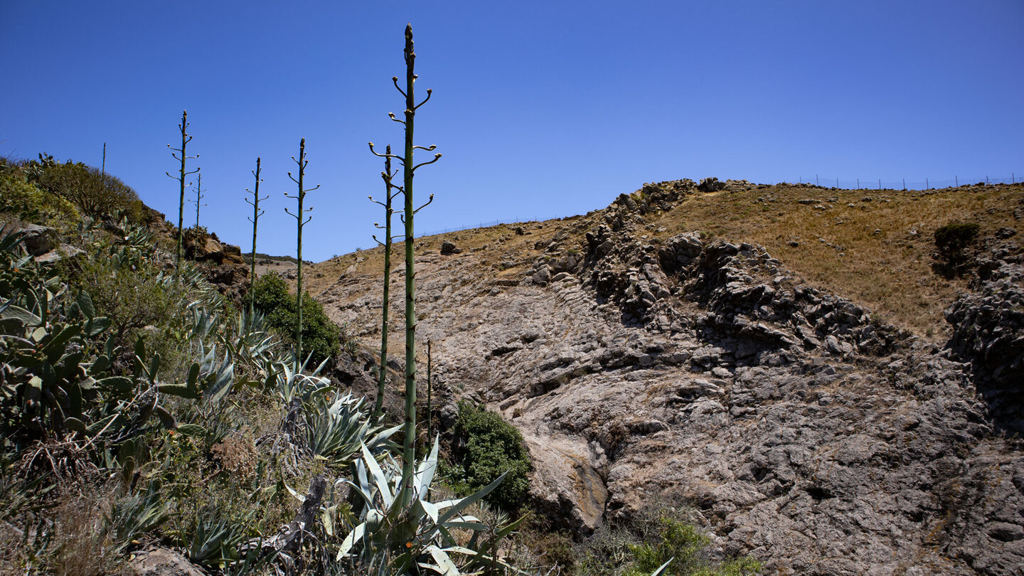 die Schlucht Barranco de las Cuevas