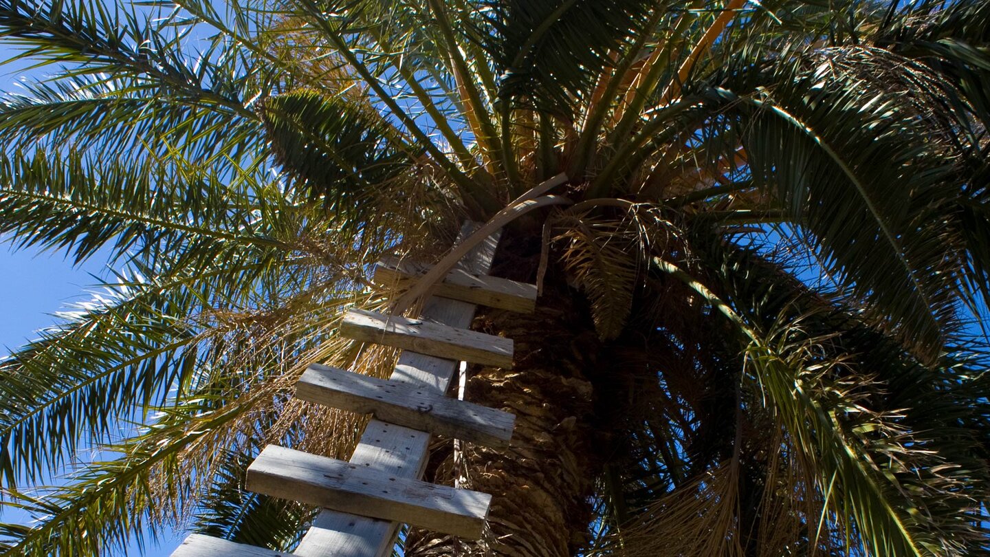 Leiter zu einer Palmenkrone entlang des Wanderwegs auf La Gomera