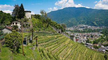 Blick auf Bellinzona von den Weinbergen bei Sementina