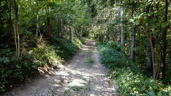 Wanderung durch den Laubwald bei Lausheim-Blumegg