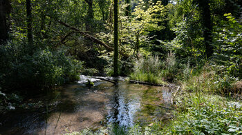 die Wutach ist von üppiger Vegetation umgeben