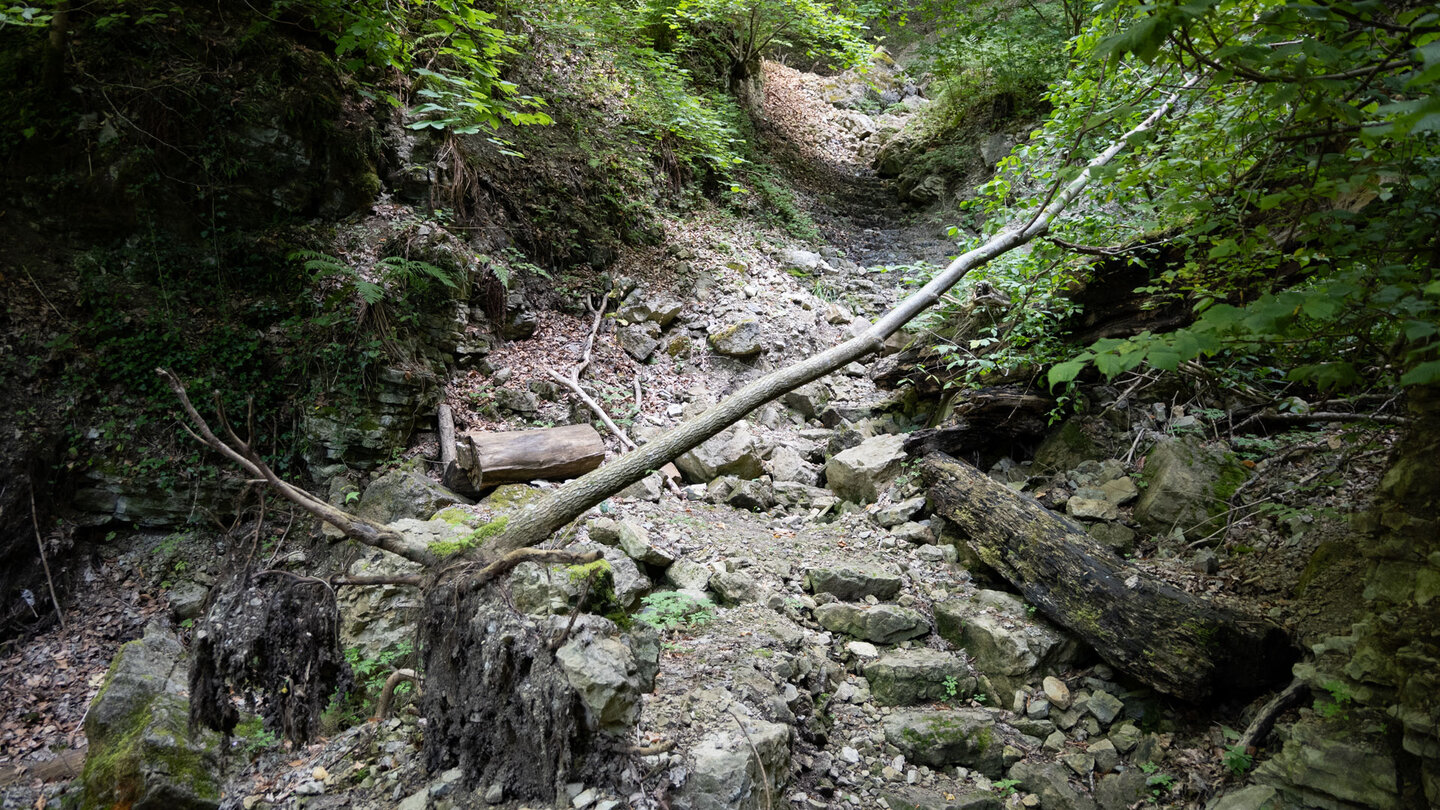 trockener Bachlauf am Sackpfeiferdobel