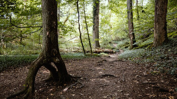 lichter Laubwald entlang der Wanderstrecke durch die Wutachflühen