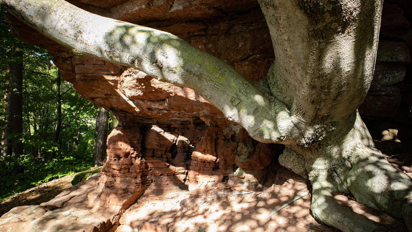 eine Buche wurzelt in der Felsformation Hohle Felsen eine Buche wurzelt in der Felsformation Hohle Felsen