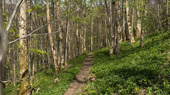 Buchenwälder sind typisch für das Biosphärenreservat Rhön