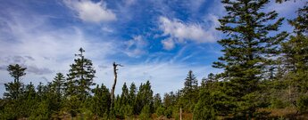 Wanderung übers Hochmoor