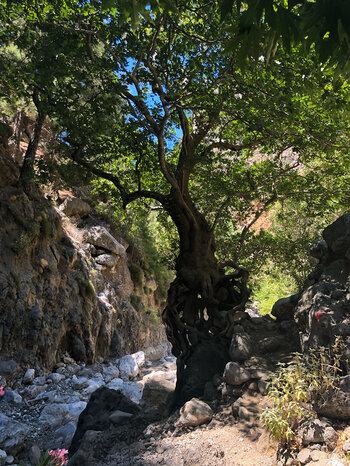 Feifgenbaum am Wanderweg in der Agia Irini-Schlucht auf Kreta