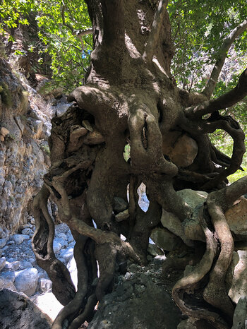 Wurzelstock am Trockenbachbett der Agia Irini-Schlucht