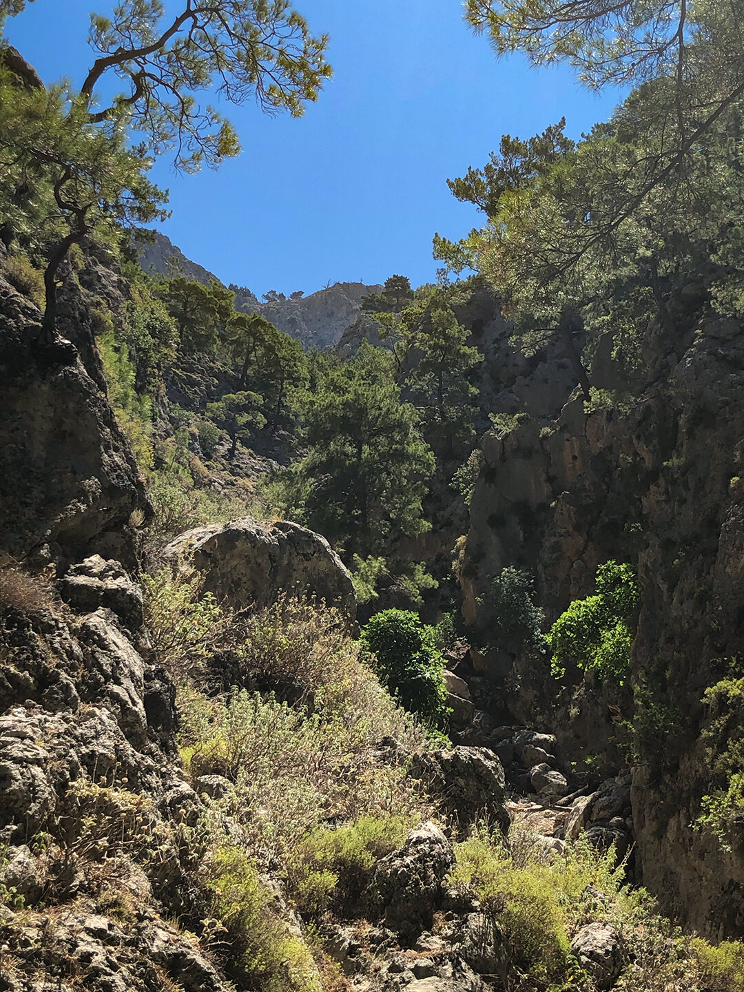 Kiefern, Platanen und wilde Feigenbäume säumen den Wanderweg