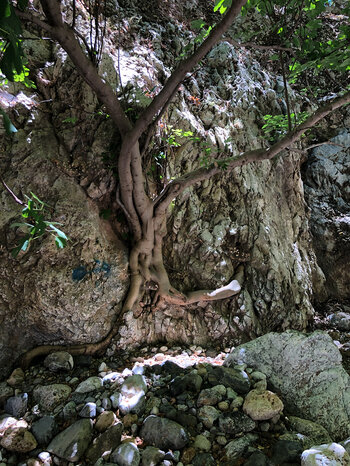ein Feigenbaum klammert sich an die Felswände