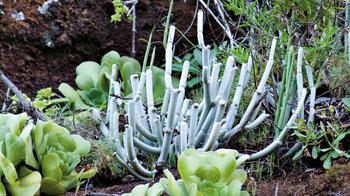 die Rotbraune Leuchterblume