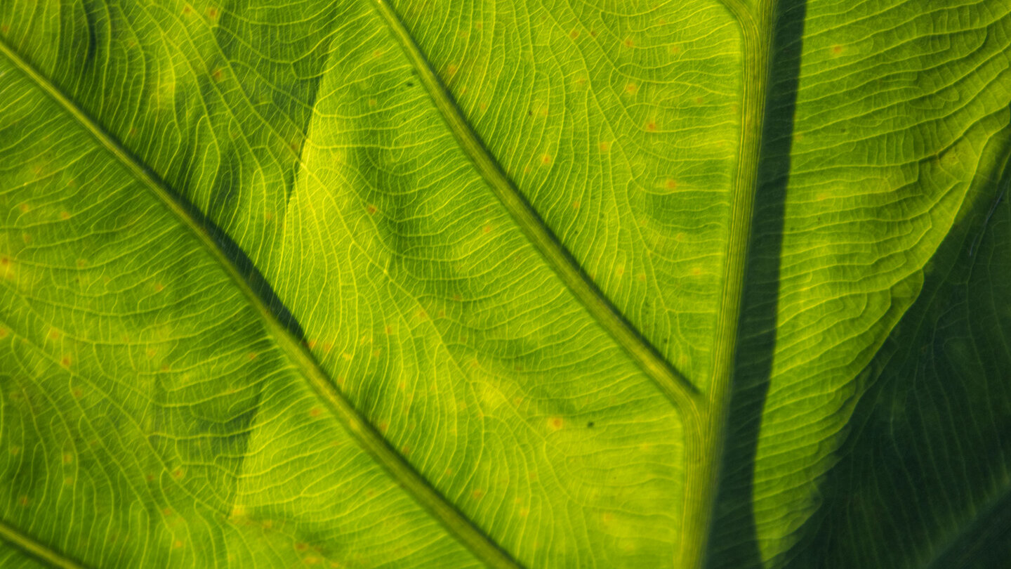 lichtdurchflutetes Blatt der Taro-Pflanze